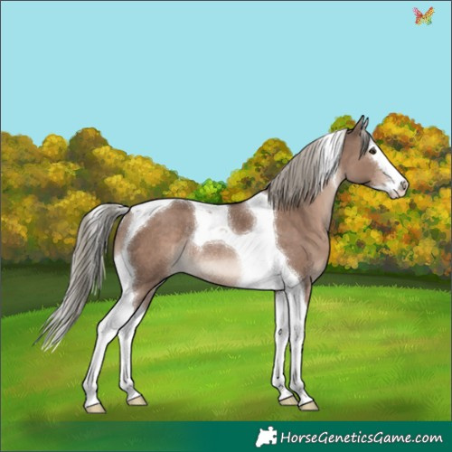 Horse Color:Liver Red Dun Mushroom Splash Tobiano Rabicano 