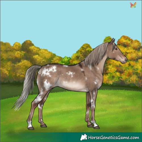 Horse Color:White Spotted Liver Red Dun Mushroom Rabicano