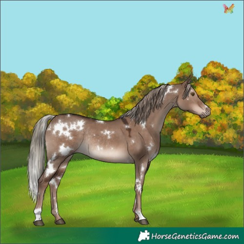 Horse Color:White Spotted Liver Red Dun Mushroom Rabicano 