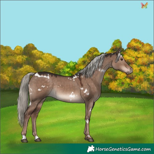 Horse Color:White Spotted Liver Red Dun Mushroom Rabicano 