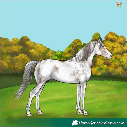 Horse Color:White Spotted Liver Red Dun Mushroom 