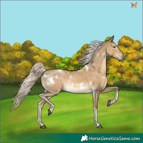 Horse Color:White Spotted Chocolate Palomino Dun Mushroom Rabicano 