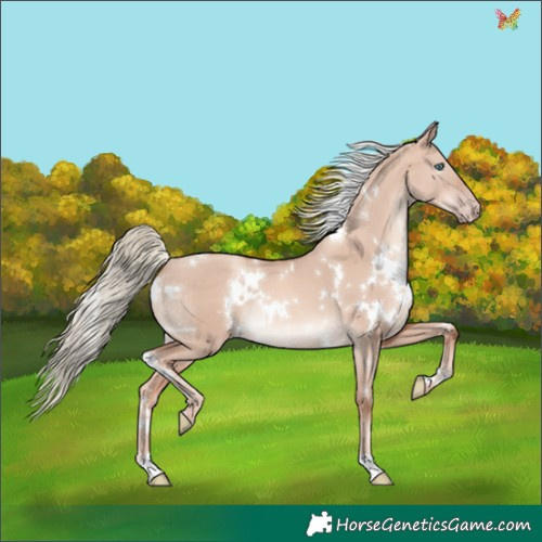 Horse Color:White Spotted Gold Champagne Dun Mushroom Rabicano 
