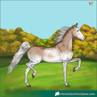 Horse Color:White Spotted Red Dun Mushroom Rabicano 