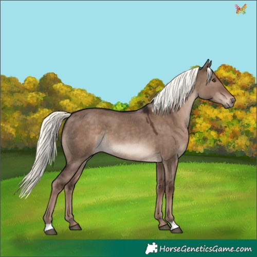 Horse Color:Liver Red Dun Mushroom Rabicano 