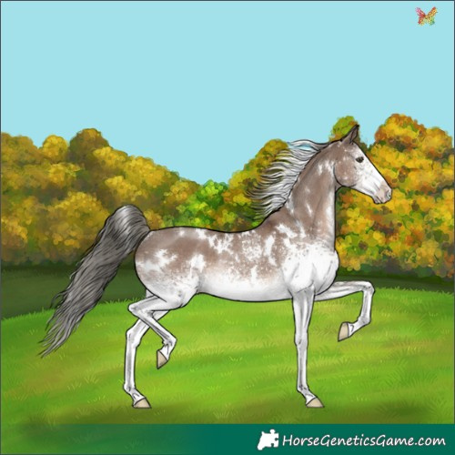 Horse Color:White Spotted Liver Red Dun Mushroom Rabicano 