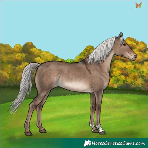 Horse Color:Liver Red Dun Mushroom Rabicano 