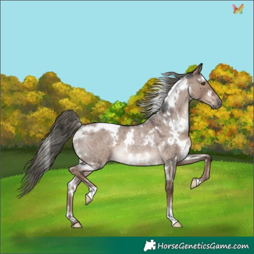 Horse Color:White Spotted Liver Red Dun Roan Mushroom Rabicano 
