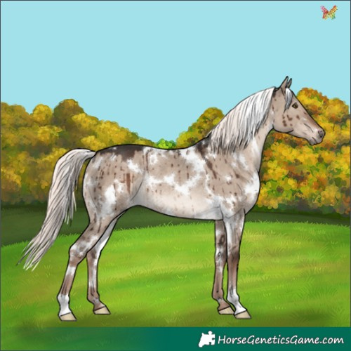 Horse Color:White Spotted Liver Red Dun Mushroom Rabicano Brindle 