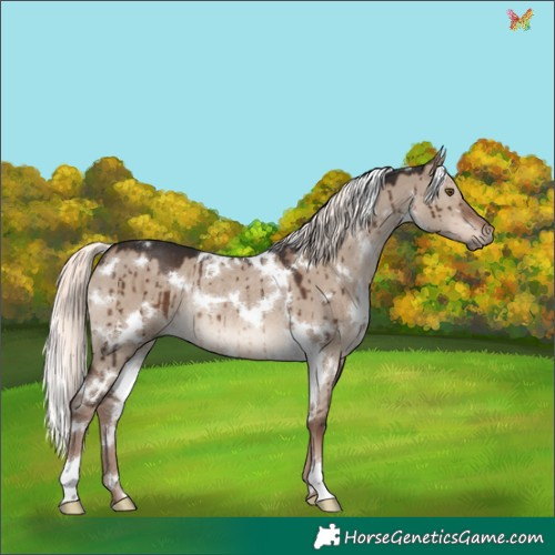 Horse Color:White Spotted Liver Red Dun Mushroom Rabicano Brindle 