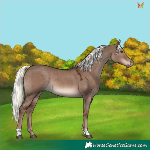 Horse Color:Liver Red Dun Mushroom Rabicano 