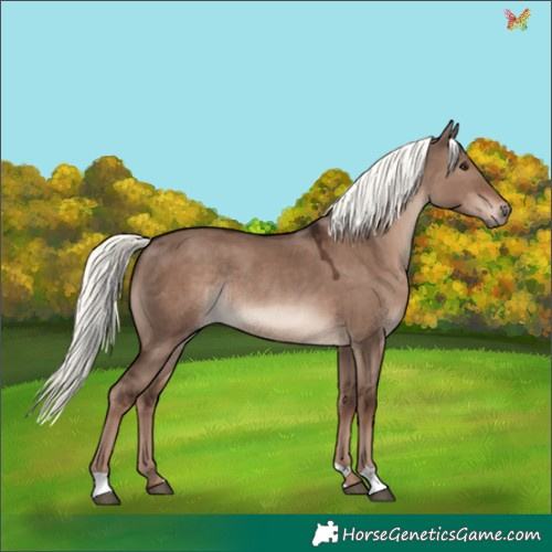 Horse Color:Liver Red Dun Mushroom Rabicano 