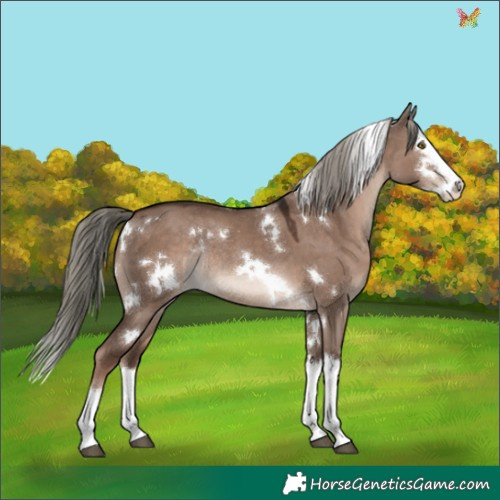 Horse Color:White Spotted Liver Red Dun Mushroom Splash Appaloosa Rabicano