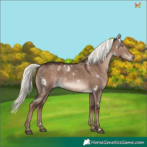 Horse Color:White Spotted Liver Red Dun Mushroom Rabicano 