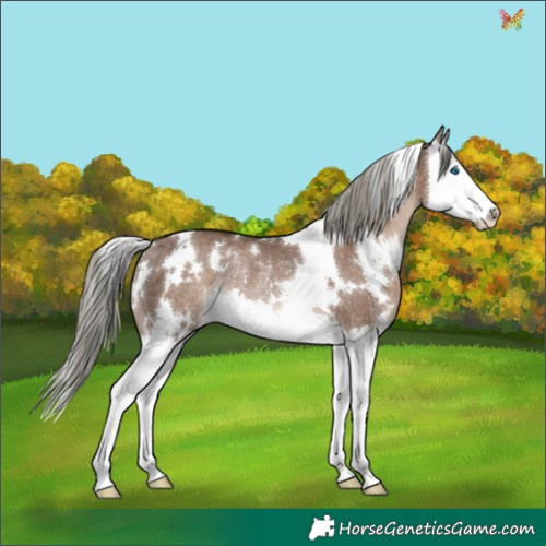 Horse Color:White Spotted Liver Red Dun Mushroom Splash Rabicano 
