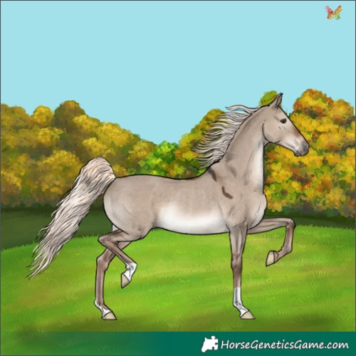 Horse Color:Liver Red Dun Mushroom Rabicano 