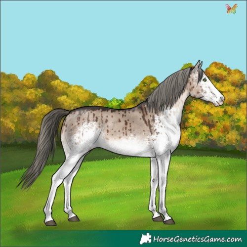 Horse Color:White Spotted Liver Red Dun Mushroom Rabicano Brindle 