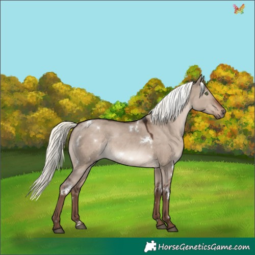 Horse Color:White Spotted Liver Red Dun Mushroom Rabicano 