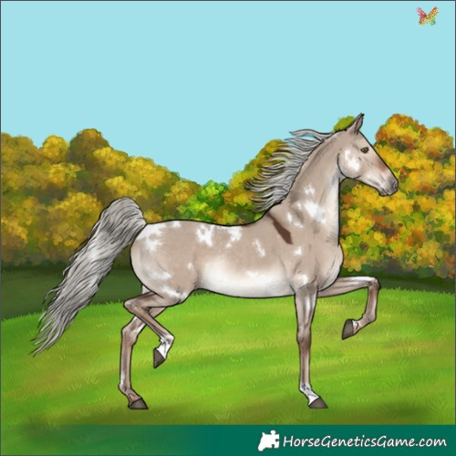 Horse Color:White Spotted Liver Red Dun Mushroom Rabicano 