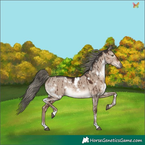Horse Color:White Spotted Liver Red Dun Mushroom Rabicano Brindle 