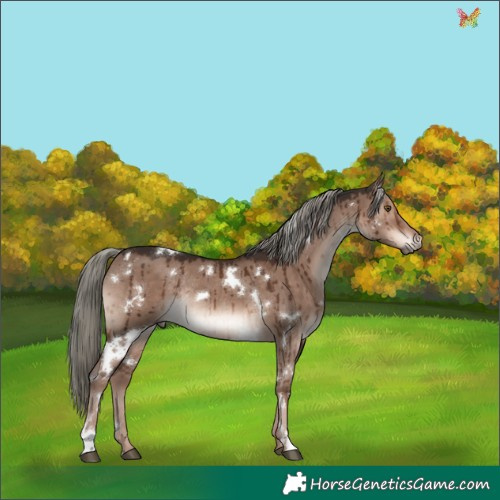 Horse Color:White Spotted Liver Red Dun Mushroom Rabicano Brindle 