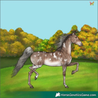 Horse Color:White Spotted Liver Red Dun Mushroom Rabicano Brindle 