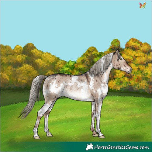 Horse Color:White Spotted Liver Red Dun Mushroom Rabicano Brindle 