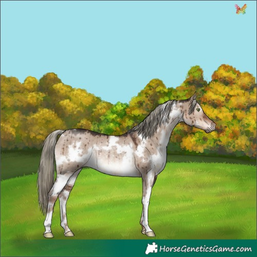 Horse Color:White Spotted Liver Red Dun Mushroom Rabicano Brindle 
