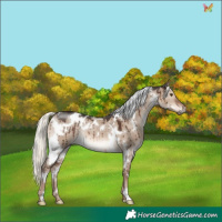 Horse Color:White Spotted Liver Red Dun Mushroom Rabicano Brindle 