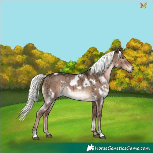 Horse Color:White Spotted Liver Red Dun Mushroom Rabicano Brindle 