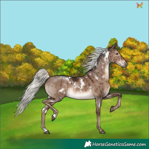 Horse Color:White Spotted Liver Red Dun Mushroom Rabicano Brindle 