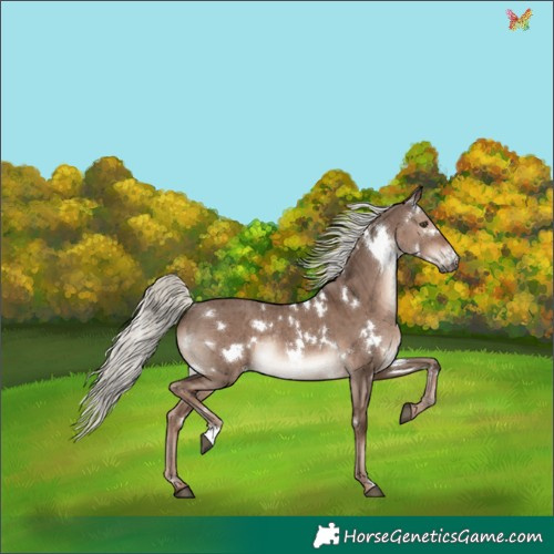 Horse Color:White Spotted Liver Red Dun Mushroom Rabicano Brindle 