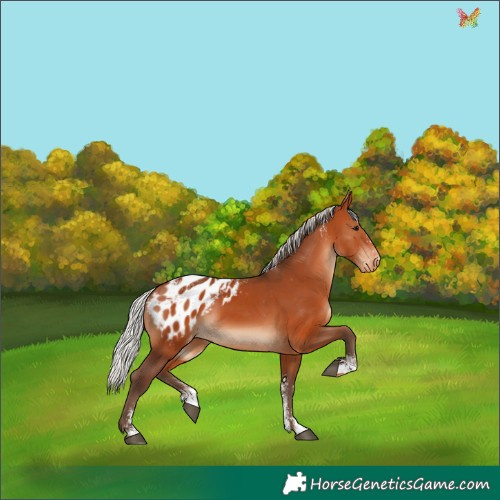 Horse Color:Powder White Silver Bay Appaloosa Rabicano