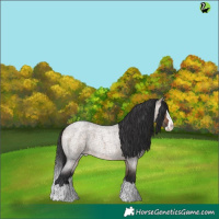 Horse Color:Bay Roan Dun Splash Appaloosa