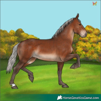 Horse Color:Silver Brown