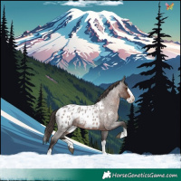 Horse Color:Liver Red Roan Splash Appaloosa 