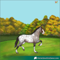 Horse Color:Liver Red Roan Splash Appaloosa 