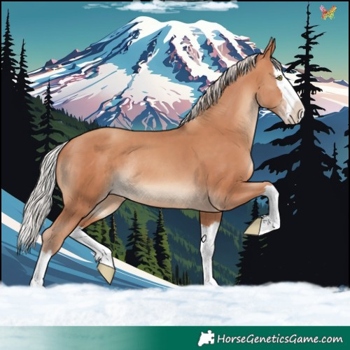 Horse Color:Silver Amber Champagne Splash Rabicano