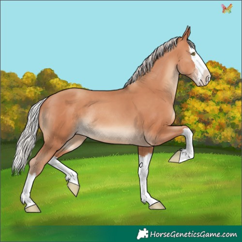 Horse Color:Silver Amber Champagne Splash Rabicano