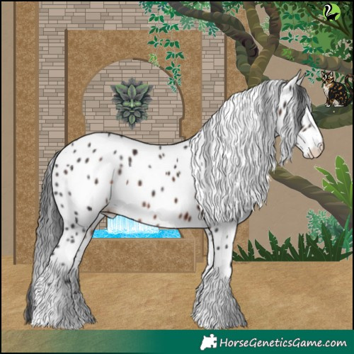 Horse Color:Brown Appaloosa 
