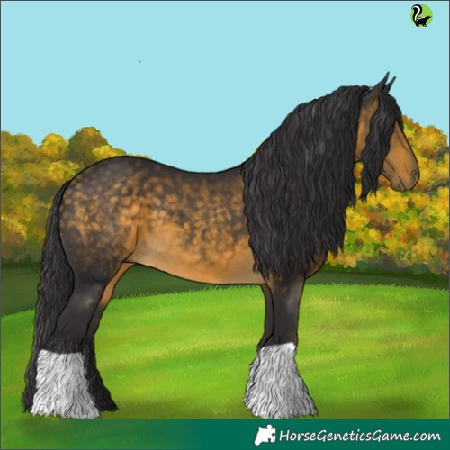 Horse Color:Buckskin