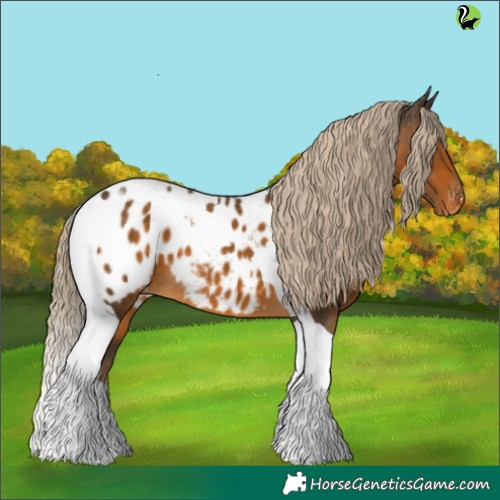 Horse Color:Chocolate Palomino Tobiano Appaloosa 