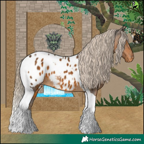 Horse Color:Chocolate Palomino Tobiano Appaloosa 