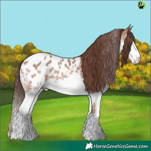 Horse Color:Sable Champagne Splash Appaloosa 