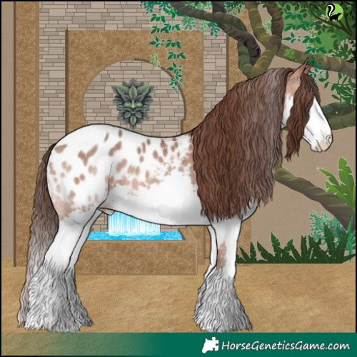 Horse Color:Sable Champagne Splash Appaloosa 