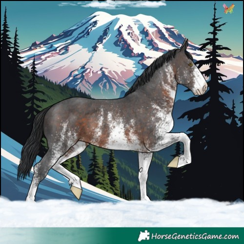 Horse Color:White Spotted Brown 