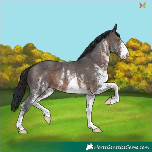 Horse Color:White Spotted Brown