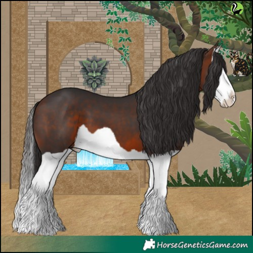 Horse Color:Bay Splash 