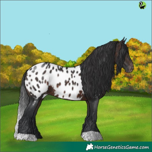 Horse Color:Brown Appaloosa