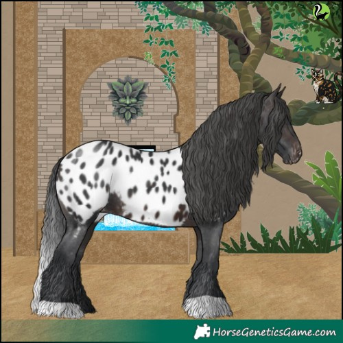 Horse Color:Brown Appaloosa 